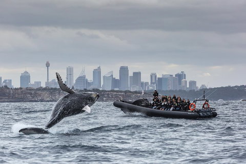 Sydney Whale-Watching By Speed Boat - Accommodation Main Beach 0