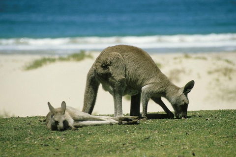 Great Ocean Road Highlights Tour - 2 Days, 1 Night - Accommodation Main Beach 2