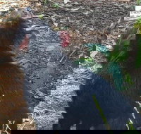 Phillip Island Penguin and wildlife Tour - Accommodation Main Beach