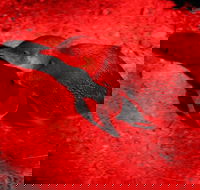 Small-Group Kangaroo Island 4WD Night Tour - Accommodation Main Beach