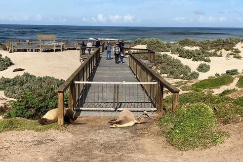 Kangaroo Island 4WD Tour - Best Of KI - Accommodation Main Beach 2