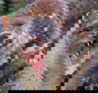 After Dark Tasmanian Devil Feeding Tour at Cradle Mountain - Accommodation Main Beach