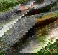 1-Hour Tasmanian Devil Feeding Day Tour at Cradle Mountain - Accommodation Main Beach