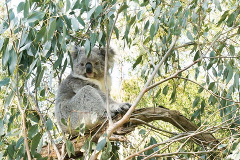 Ultimate Reverse Direction - 12 Apostles, Great Ocean Road - Small Group Tour - Accommodation Main Beach 5