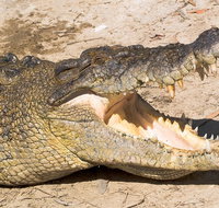 4-Day Cairns Ultimate Combo Daintree Rainforest Reef Kuranda  Paronella Park