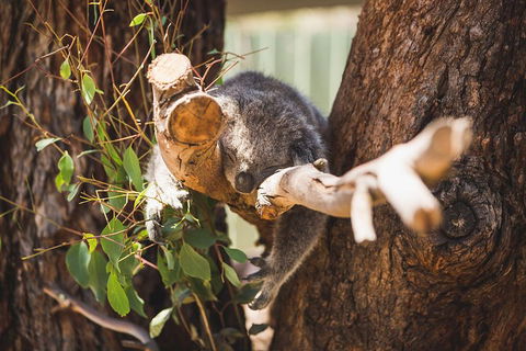 Phillip Island Medium Size Group Tour - Accommodation Main Beach 1