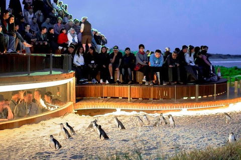 Phillip Island Medium Size Group Tour - Accommodation Main Beach 3