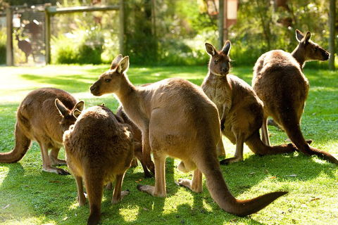 Yarra Valley Wildlife & Wine Day Tour From Melbourne With Healesville Sanctuary - Accommodation Main Beach 4
