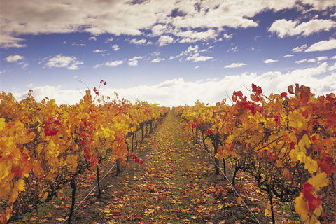 Yarra Valley Wildlife & Wine Day Tour From Melbourne With Healesville Sanctuary - Accommodation Main Beach 5