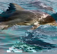 1.5HR Mudjimba Island Wildlife Safari - Accommodation Main Beach