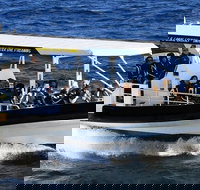 Mooloolaba Whale Watching Tour - Accommodation Main Beach