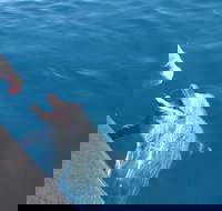 Noosa Wild Dolphin Safari - Accommodation Main Beach