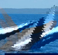 Mooloolaba Whale Watching Tour - Accommodation Main Beach