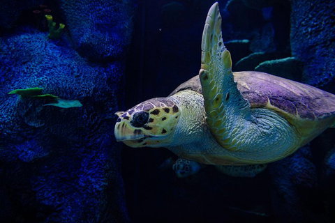 Sydney Attractions Pass: SEA LIFE Aquarium, Sydney Tower Eye, WILD LIFE Zoo And Madame Tussauds - Accommodation Main Beach 1