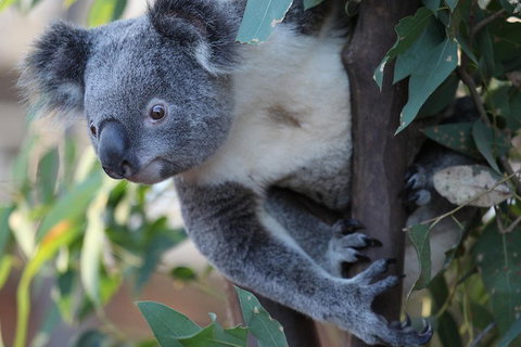 Sydney Attractions Pass: SEA LIFE Aquarium, Sydney Tower Eye, WILD LIFE Zoo And Madame Tussauds - Accommodation Main Beach 2