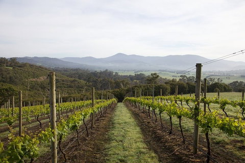 Yarra Valley 2-6 Guests Premium Food And Wine Inc Lunch At Dominique Portet - Accommodation Main Beach 1