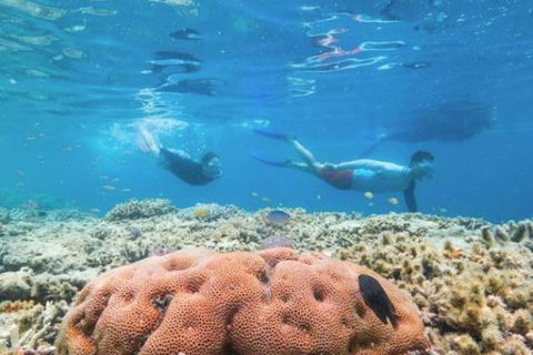 Great Barrier Reef Day Cruise To Reefworld - Accommodation Main Beach 1