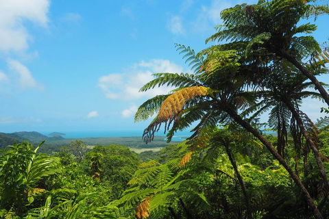 Cape Tribulation, Daintree Rainforest And Wildlife Tour - Accommodation Main Beach 3