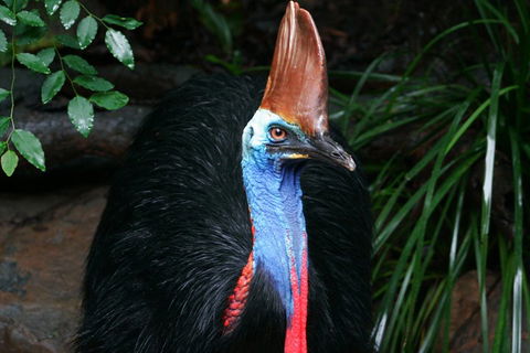 Cape Tribulation, Daintree Rainforest And Wildlife Tour - Accommodation Main Beach 5