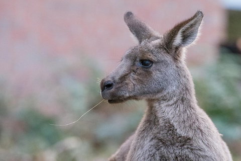 Grampians National Park With Kangaroos And MacKenzie Falls From Melbourne - Accommodation Main Beach 0