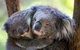 Healesville Sanctuary General Entry Ticket - thumb 0