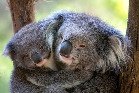 Healesville Sanctuary General Entry Ticket - Accommodation Main Beach 0