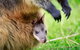 Healesville Sanctuary General Entry Ticket - thumb 2