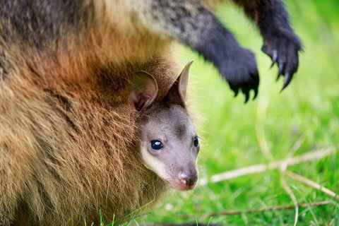 Healesville Sanctuary General Entry Ticket - Accommodation Main Beach 2