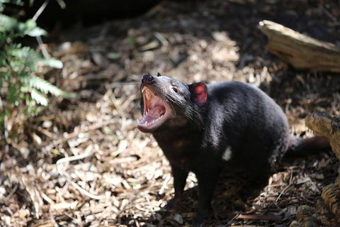 Healesville Sanctuary General Entry Ticket - Accommodation Main Beach 3
