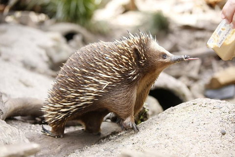 Healesville Sanctuary General Entry Ticket - Accommodation Main Beach 4