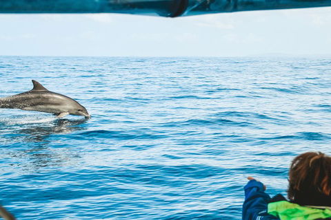Cruise With Dolphins In Byron Bay - Accommodation Main Beach 0