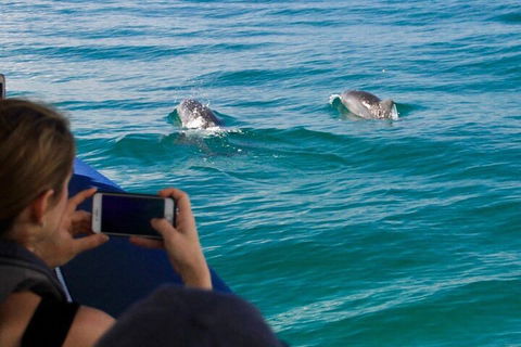 Cruise With Dolphins In Byron Bay - Accommodation Main Beach 1