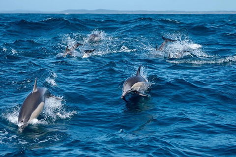 Cruise With Dolphins In Byron Bay - Accommodation Main Beach 2