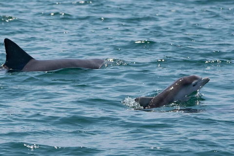 Cruise With Dolphins In Byron Bay - Accommodation Main Beach 5