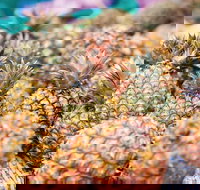 Sunshine Coast Eumundi Markets Return Minibus Transfer - Accommodation Main Beach