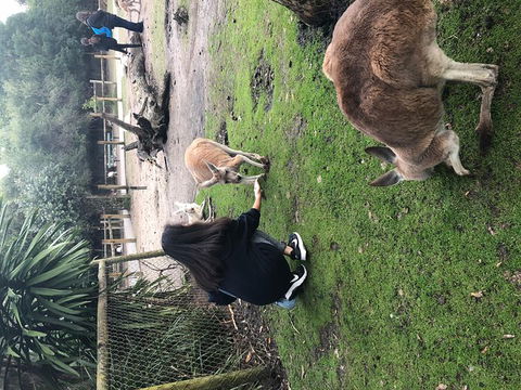 Perth Hills - Wildlife, Art & Gastronomy - Accommodation Main Beach 4