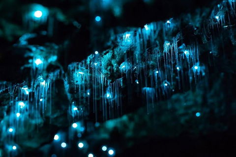 Hinterland Magic & Glow-worm Experience - Accommodation Main Beach 1