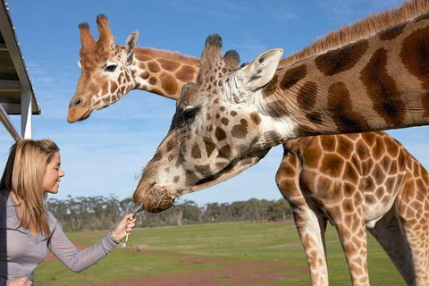 Melbourne City Card (2 Days): Visit Unlimited Attractions! - Accommodation Main Beach 1