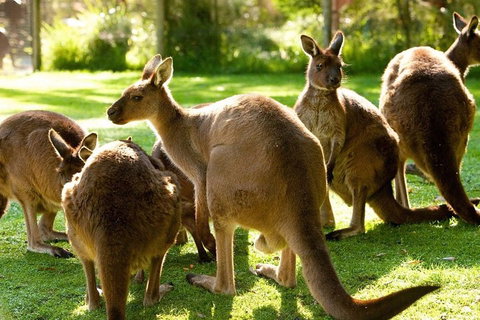 Melbourne City Card (3 Days): Visit Unlimited Attractions! - Accommodation Main Beach 4