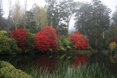 LGBT+ Friendly Full Day Yarra Valley & Dandenong Ranges Private Tour - Accommodation Main Beach 2