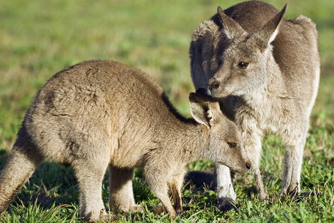 LGBT+ Friendly Full Day Phillip Island Private Tour - Accommodation Main Beach 3