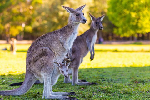LGBT+ Friendly Full Day Phillip Island Private Tour - Accommodation Main Beach 4