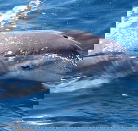 Jervis Bay Dolphin Watch Cruise - Accommodation Main Beach