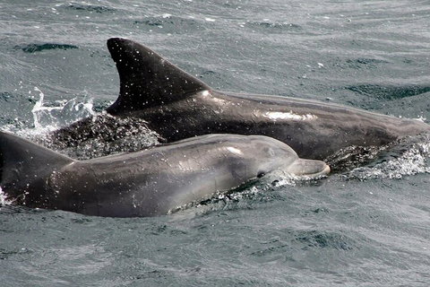 Jervis Bay Dolphin Watch Cruise - Accommodation Main Beach 2