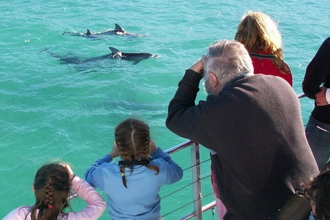 Jervis Bay Dolphin Watch Cruise - Accommodation Main Beach 4
