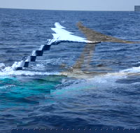 Whale Watching Jervis Bay - Accommodation Main Beach