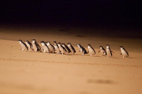 The Ultimate Melbourne Attractions Pass - Accommodation Main Beach 5