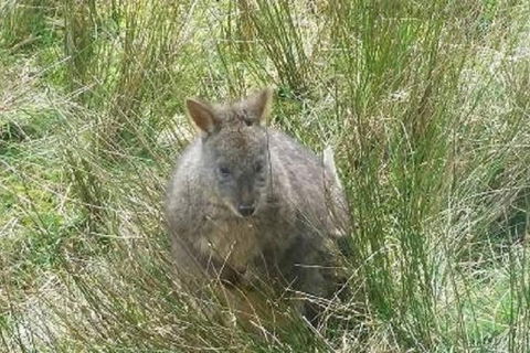 Leven Canyon Day Trip Including Wings Wildlife Park Or Gunns Plains Caves - Accommodation Main Beach 3
