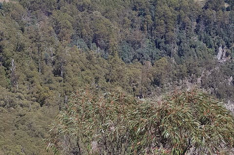 Leven Canyon Day Trip Including Wings Wildlife Park Or Gunns Plains Caves - Accommodation Main Beach 4