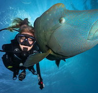 Great Barrier Reef Snorkeling and Diving Cruise from Cairns - Accommodation Main Beach